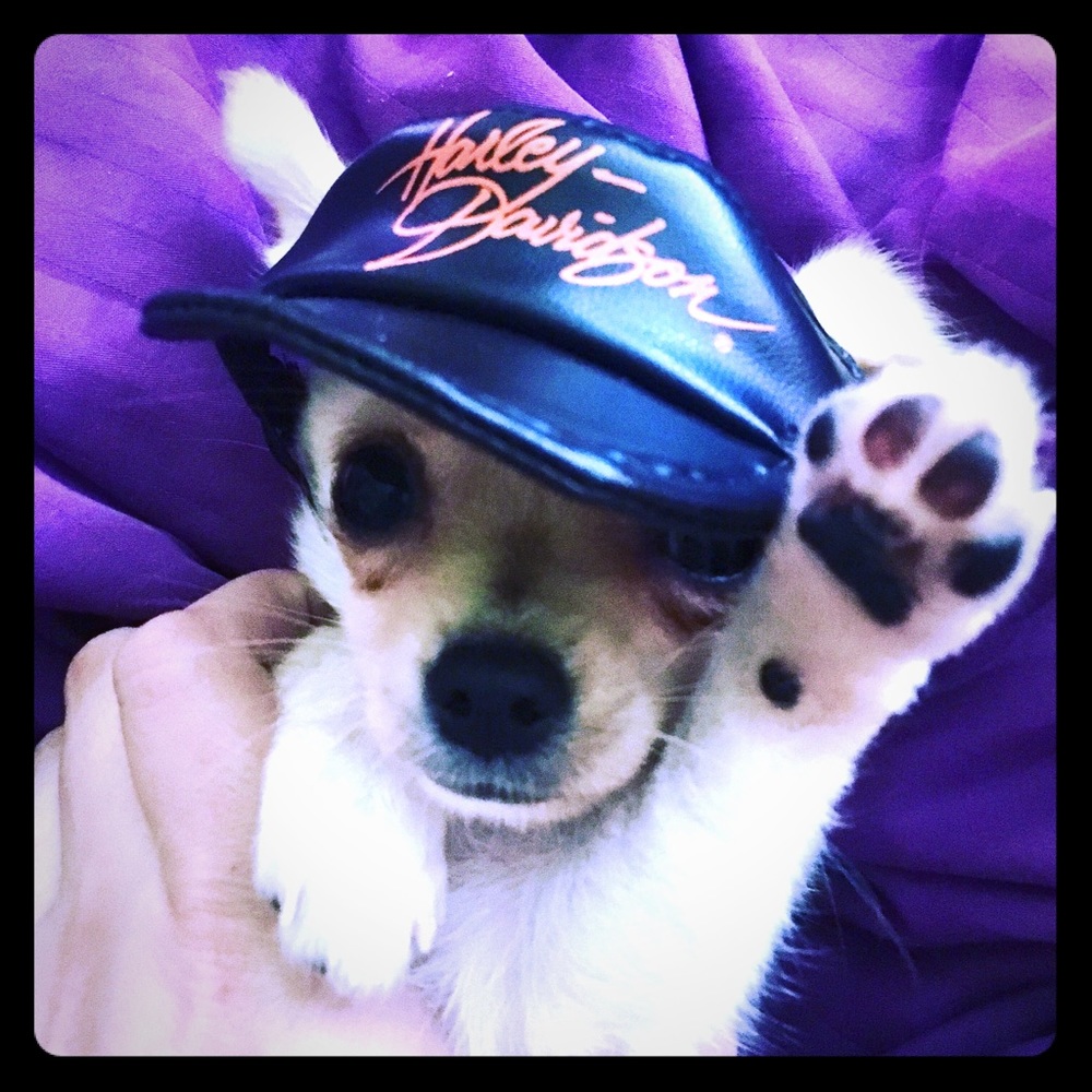 Harley Davidson xs hat